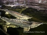 Hotel Vinobraní v Moldavsku a Podněstří dovolená