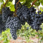 Hotel Vinobraní v Moldavsku a Podněstří dovolená