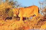 Mosambik, Mosambik, Vnitrozemí, Vnitrozemí, Jihoafrická republika - Jižní Afrika, Mosambik & Svazijsko