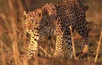 Mosambik, Mosambik, Vnitrozemí, Vnitrozemí, Jihoafrická republika - Jižní Afrika, Mosambik & Svazijsko
