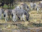NP Etosha 2