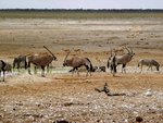 NP Etosha 3