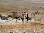 NP Etosha 4