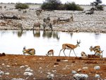 NP Etosha 5