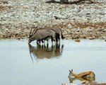 NP Etosha 6
