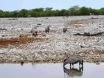 NP Etosha 7