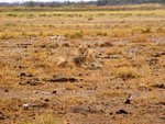 NP Etosha 9