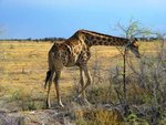 NP Etosha 1