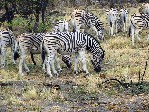 NP Etosha 2