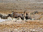 NP Etosha 4