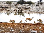 NP Etosha 5