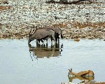 NP Etosha 6