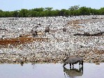 NP Etosha 7