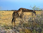 NP Etosha 1