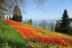 Tulpenstraße_Insel Mainau © Insel Mainau _ Marketing