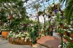 Orchideenschau im Palmenhaus © Insel Mainau _ Peter Allgaier