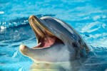 Hotel Delfinárium a ZOO Norimberk pro celou rodinu dovolená