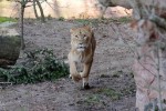 Hotel Delfinárium a ZOO Norimberk pro celou rodinu dovolená