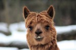 Hotel Delfinárium a ZOO Norimberk pro celou rodinu dovolená