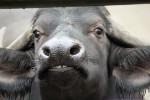 Hotel Delfinárium a ZOO Norimberk pro celou rodinu dovolená