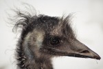 Hotel Delfinárium a ZOO Norimberk pro celou rodinu dovolená
