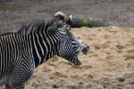 Hotel Delfinárium a ZOO Norimberk pro celou rodinu dovolená