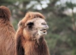 Hotel Delfinárium a ZOO Norimberk pro celou rodinu dovolená