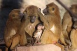 Hotel Delfinárium a ZOO Norimberk pro celou rodinu dovolená