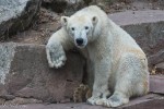Hotel Delfinárium a ZOO Norimberk pro celou rodinu dovolená