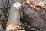 Hotel Delfinárium a ZOO Norimberk pro celou rodinu dovolená
