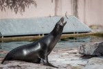 Hotel Delfinárium a ZOO Norimberk pro celou rodinu dovolená