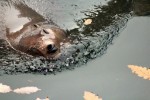 Hotel Delfinárium a ZOO Norimberk pro celou rodinu dovolená
