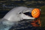 Hotel Delfinárium a ZOO Norimberk pro celou rodinu dovolená