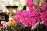 Hotel DRÁŽĎANY a čarokrásné orchideje dovolená