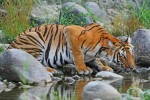 Bengálský tygr v NP Čitvan