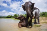 Nádherní divocí sloni v NP Čitvan