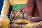 Makakové v Kathmandu