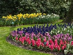 Holandsko 387 - Keukenhof_215456.JPG
