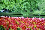 Holandsko - Keukenhof