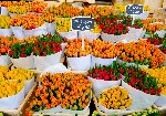 Nizozemsko, Amsterdam a okolí, Amsterdam - Holandsko - Země tulipánů, autobusem