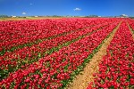 Hotel Holandsko - Velikonoce a tulipány dovolená