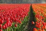 Hotel Holandsko - Velikonoce a tulipány dovolená