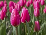 Hotel Holandsko - Velikonoce a tulipány dovolená