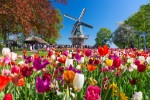 Hotel Květinový park Keukenhof a procházka Amsterdamem dovolená
