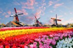 Hotel Květinový park Keukenhof a procházka Amsterdamem dovolená