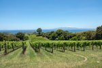 Vinice na ostrově Waiheke