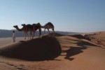 Omán, Ash Sharqiyah	, Wahiba Sands - DESERT NIGHTS CAMP - Vyjíždka na velbloudech