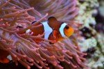 anemone-fish-14968661920