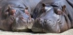 hippo-7835221920