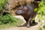 hippopotamus-22606811920